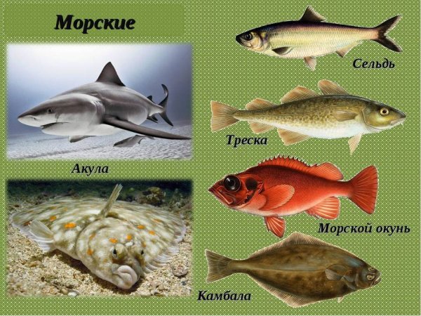 Речные и морские рыбы