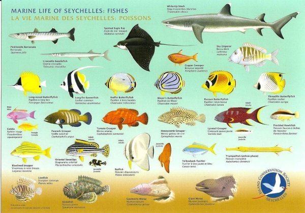 Таблица обитатели красного моря