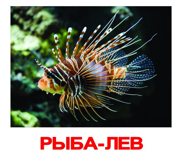 Карточки Домана обитатели воды