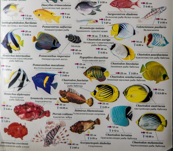 Рыбы красного моря таблица