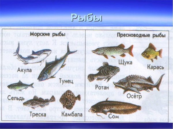 Рыбы Пресноводные и морские для детей