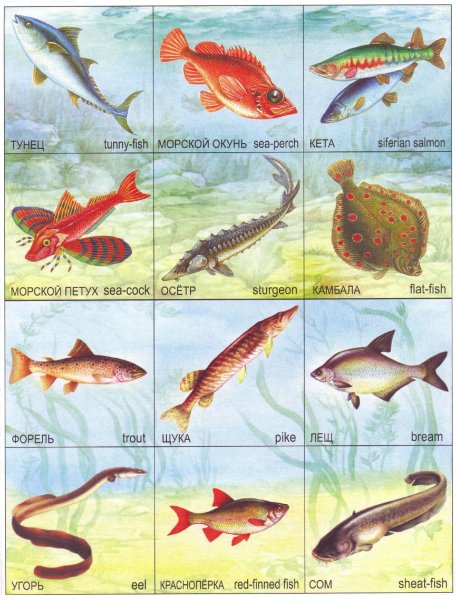 Морские и речные рыбы для детей