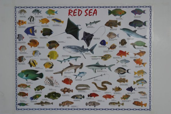 Таблица обитатели красного моря