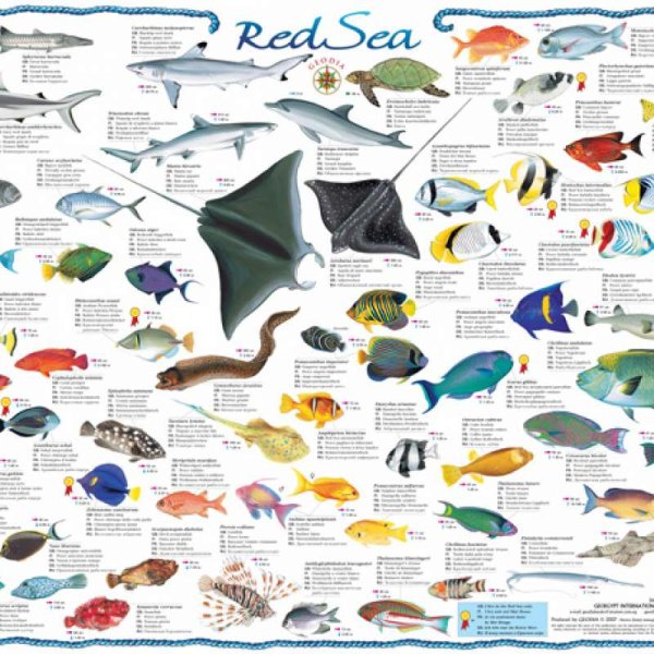 Таблица обитатели красного моря
