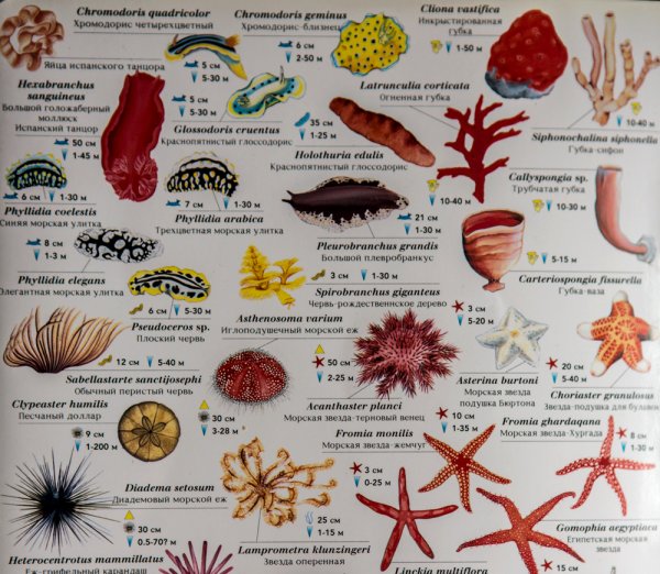 Атлас рыб красного моря