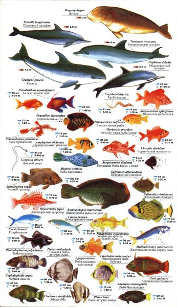 Рыбы красного моря каталог