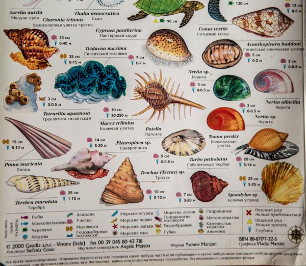 Виды морских рыб