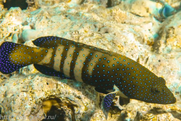Рифовые рыбы красного моря