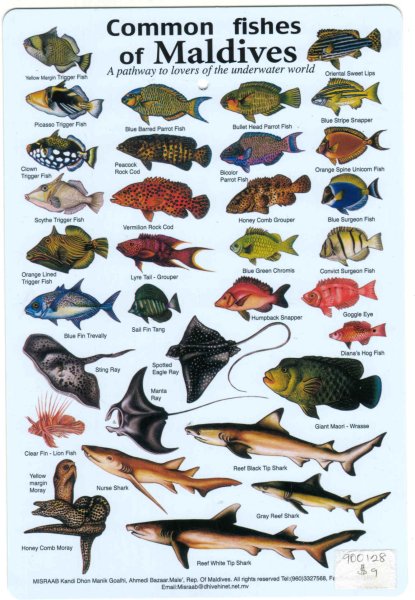 Красноморский Ринекант Пикассо