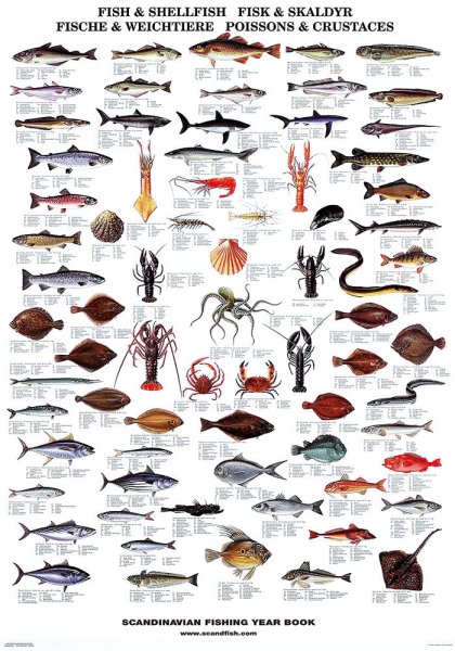 Морская рыба названия