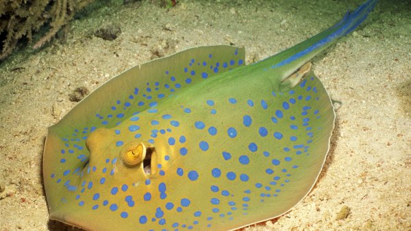 Рыбы семейства тресковых названия