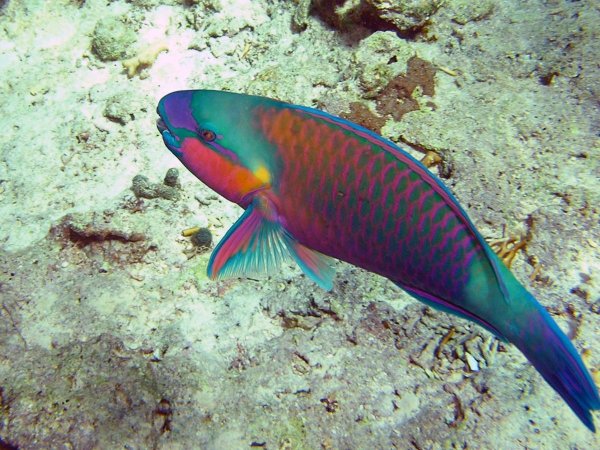 Ринекант Пикассо