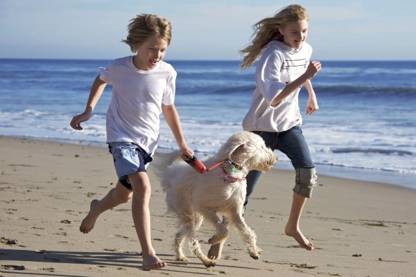 Прогулка ребенка с собаками