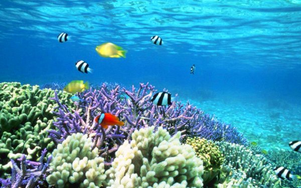 Шарм-Эль-Шейх море