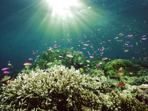 Морское дно