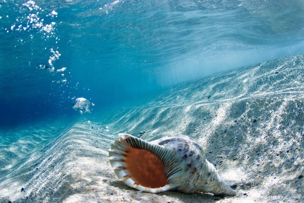 Ракушки в воде