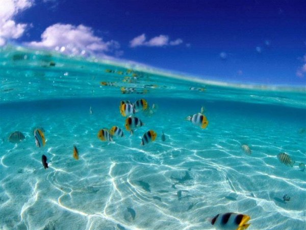 Большой Барьерный риф тихий океан