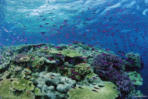 Коралловые рифы индийского океана