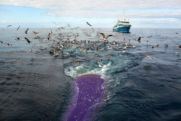 Подводный мир красного моря