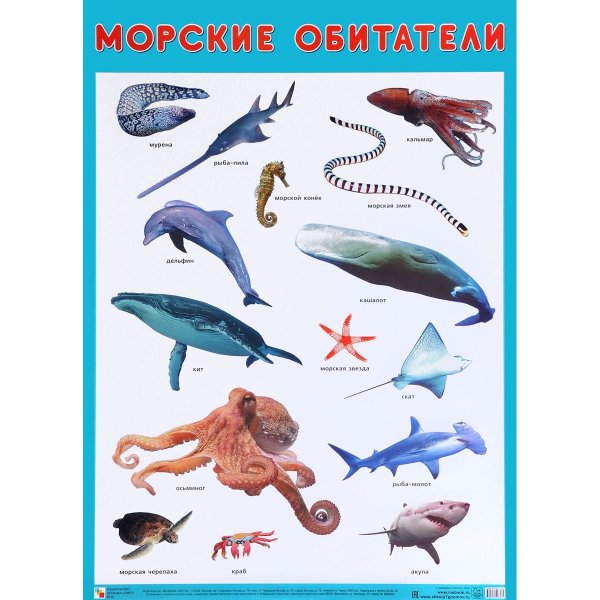 Плакат "морские обитатели"