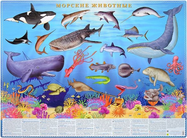 Морские и речные рыбы для детей
