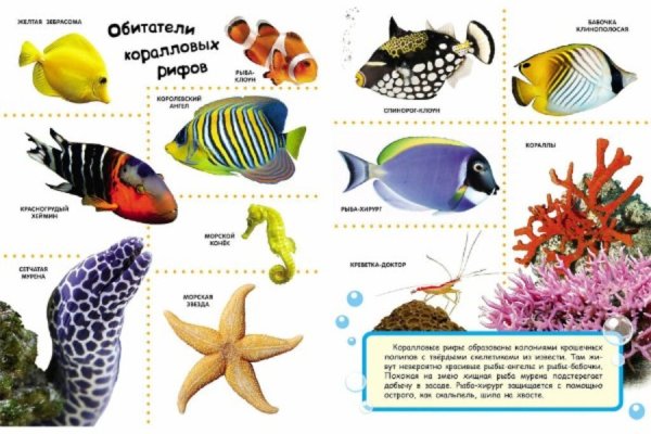 Плакат "морские обитатели"