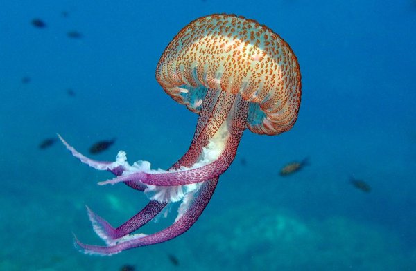 Морские жители для дошкольников
