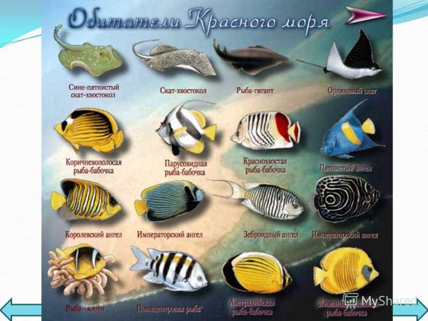 Таблица обитатели красного моря