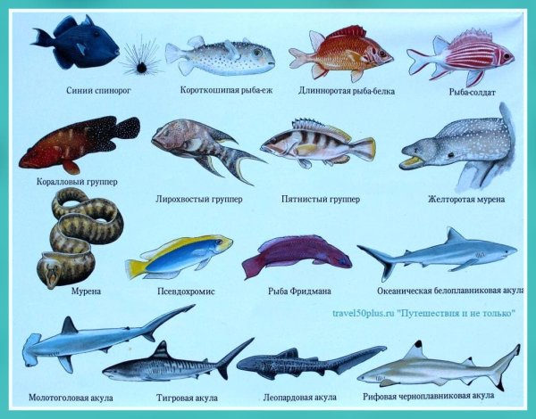 Рыбы морские и Пресноводные