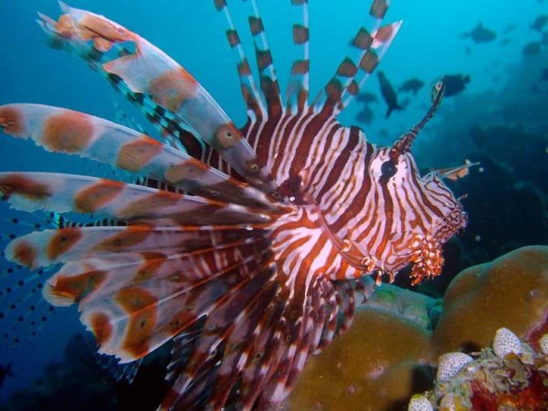 Морская звезда Lunckia Columbiae