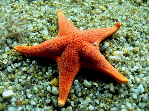 Промысловые рыбы красного моря