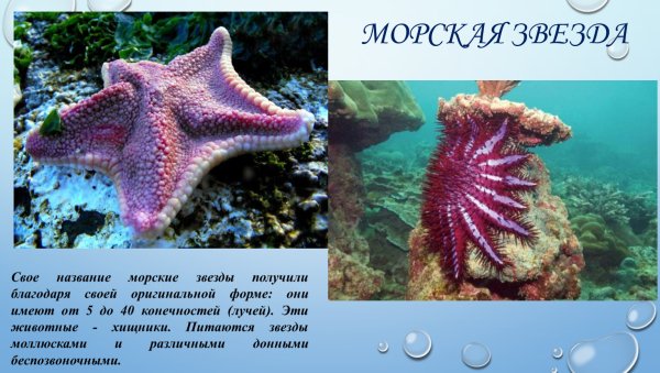 Морские жители на белом фоне