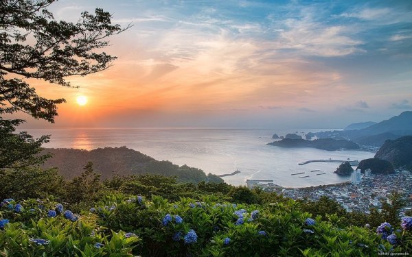 Цветы в горах