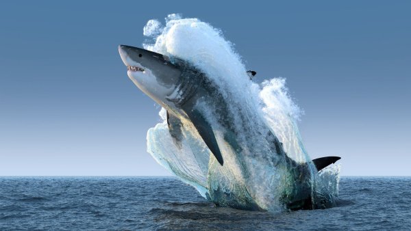 Большая белая акула (great White Shark)
