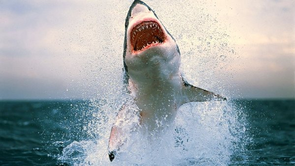 Подводные съёмки акул