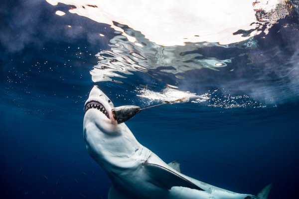 Гангская акула