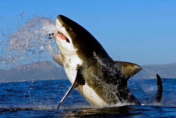 Акула иллюстрация