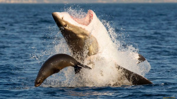 Белая акула выпрыгивает из воды