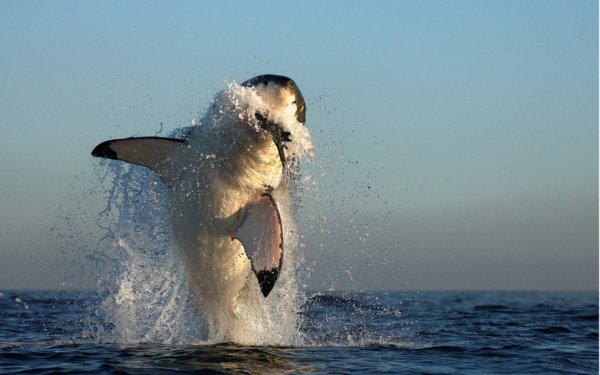 Белая акула выпрыгивает из воды