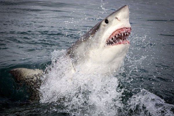 Плавник акулы