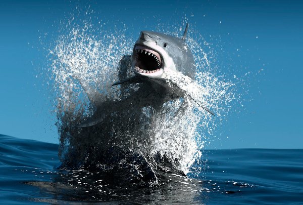 Акула под водой