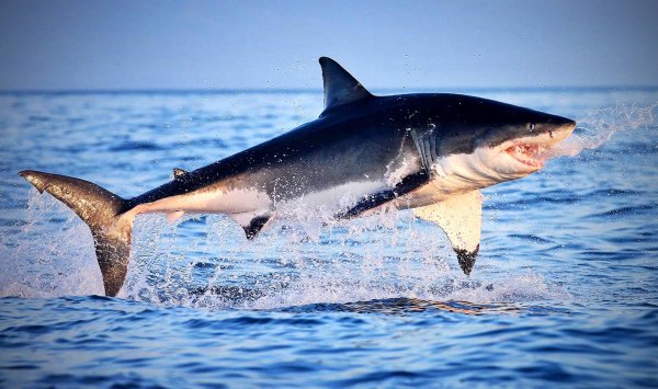 Акула МЕГАЛОДОН