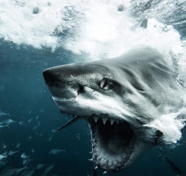 Акула плывет