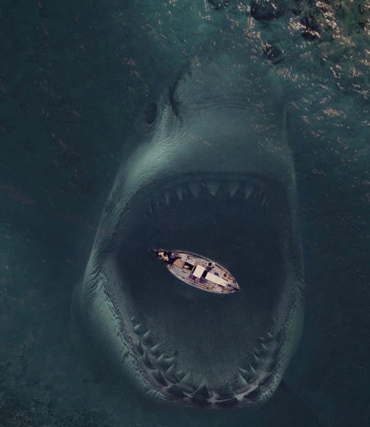 Акулы в Баренцевом море