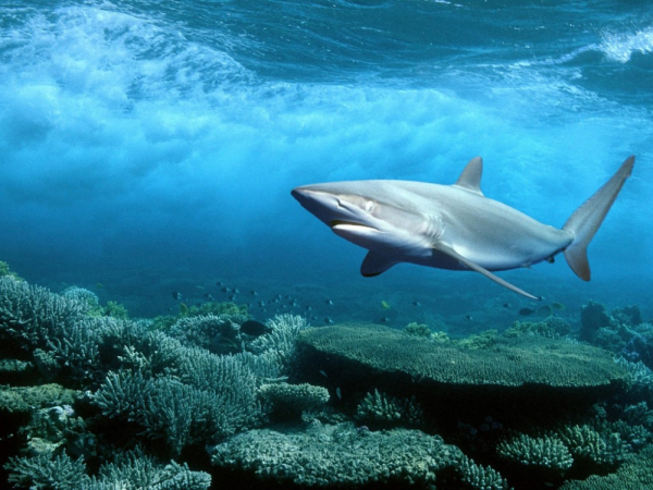 Акула людоед индийского океана