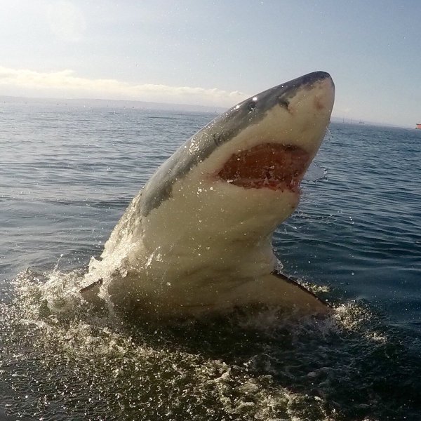 Самая хищная акула