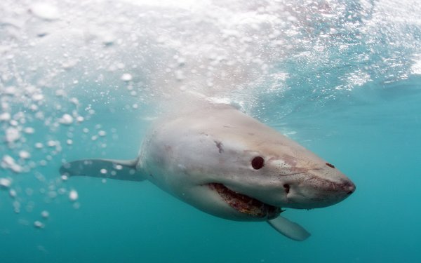 Будьте осторожны со своими желаниями