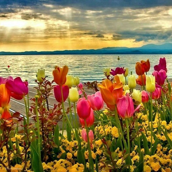 Букет на берегу моря