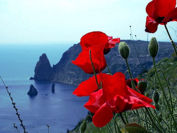 Море и Свадебные цветы