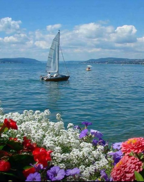 Шикарный букет колокольчиков